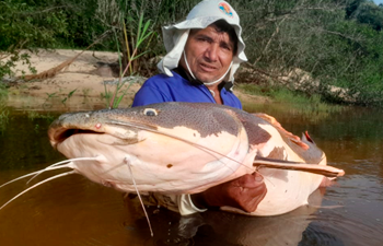 Pesca Esportiva Amazônia - Triple Borders Lodge - Tapajós, Juruena, Teles Pires, Bararati e Aximari - Imagem 10